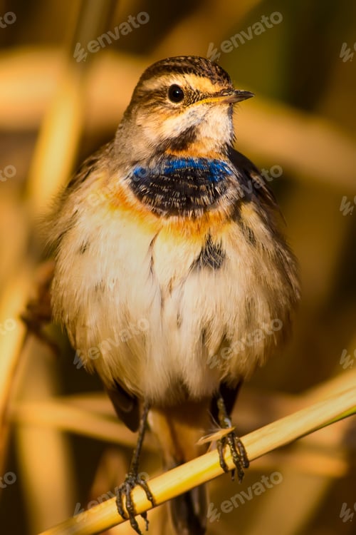 Preview: Cute Little Bird. Yellow Reeds Background. Bluethroat / Luscinia Svecica