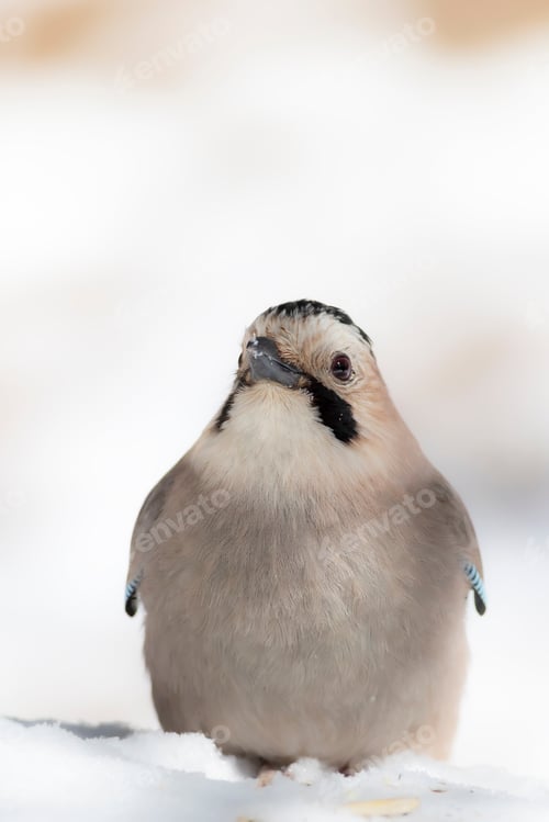 Preview: Winter. White Snow Background. Bird: Eurasian Jay.