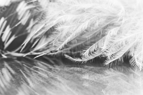 Preview: Guinea Hen Feather With Dark Background