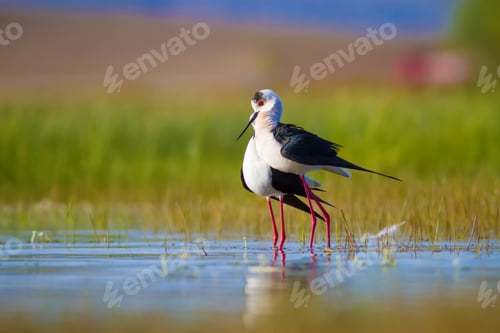 Preview: Romantic Birds. Blue Green Nature Background Black Winged Stilt