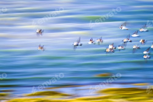 Preview: Flock of Shorebirds Flying Over the Ocean