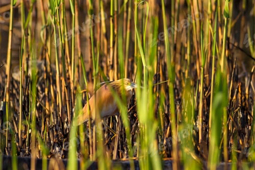 Preview: Burned Reeds And Bird. Natural Background.