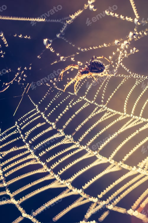 Preview: Vintage Photo Of Spider On Web