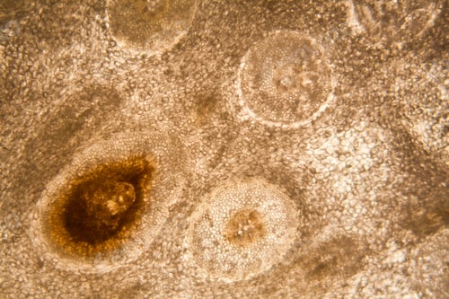 Preview: Onion Root Cells At The Microscope