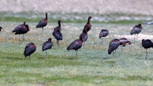 Preview: Bird Glossy Ibis. Green Nature Background. Glossy Ibis. Plegadis Falcinellus.