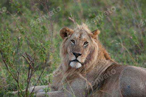 Preview: Vanishing Africa: African Lion In The Maasai Mara National Park, Kenya