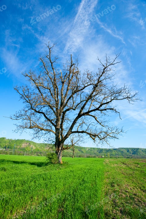 Preview: Landscape With A Lone Tree In A Wheat Field