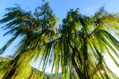 Preview: Willow Trees From Above, Armenia