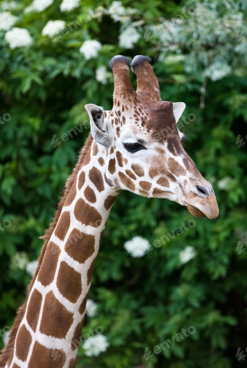 Preview: Portrait Of A Beautiful Giraffe