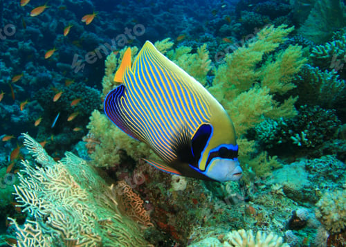 Preview: Emperor Angelfish (Pomacanthus Imperator)