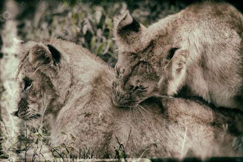 Preview: Vanishing Africa: Vintage Style Image Of Two African Lion Cubs In The Maasai Mara National Park