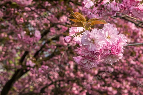 Preview: Pink Cherry Blossoms Bloom in Springtime Sunlight