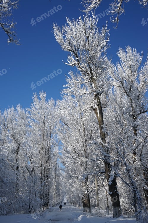 Preview: Winter Landscape In The Park In A Cold, But Sunny Day. High Resolution And Beautiful Snow Details