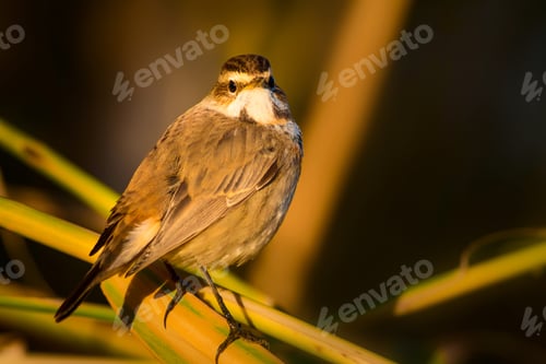 Preview: Cute Little Bird. Yellow Reeds Background. Bluethroat / Luscinia Svecica