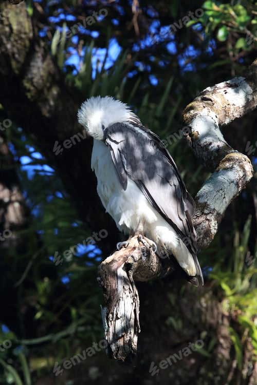 Preview: White-Bellied Sea Eagle (Haliaeetus Leucogaster) Australia
