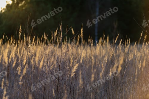Preview: Bents In Sunset By The Lake. Abstract Image With Blur Background