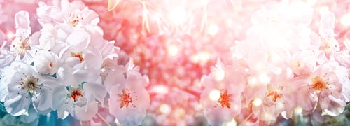 Preview: Blossoming Branch Apple. Bright Colorful Spring Flowers