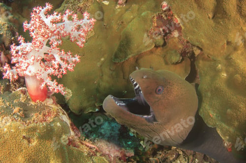 Preview: Giant Moray Eel
