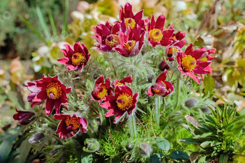 Preview: Beautiful Spring Red Flowers Pasqueflower Garden. Pasqueflower (Pulsatilla Vulgaris) In Spring