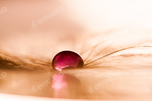 Preview: Macro, Abstract Composition With Colorful Water Drops On Dandelion Seeds