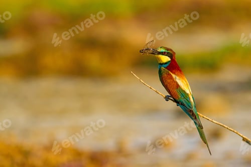 Preview: Colorful Bird. European Bee Eater. Merops Apiaster. Green Nature Background. Bafa Lake. Dilek