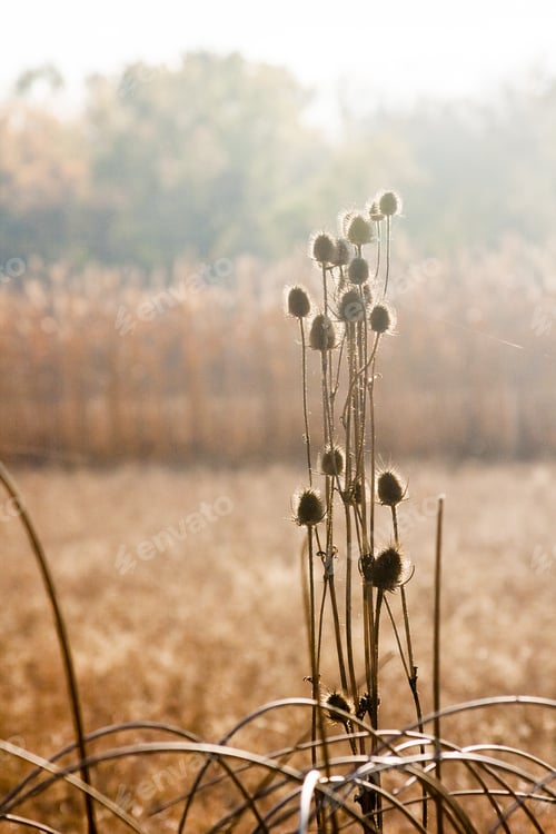 Preview: Autumn Landscape With Reeds And Herbs