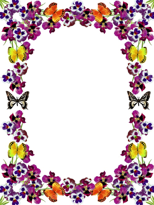 Preview: Pansy Violet With Green Leaves On White Background. Frame