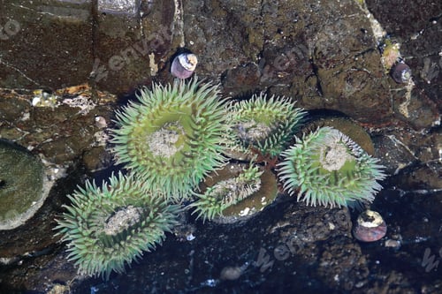 Preview: A Tidal Pool Filled With Sea Anemones And Mussels On The West Coast Oregon Usa
