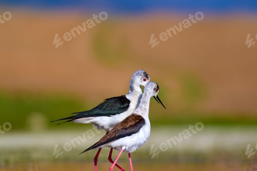 Preview: Cute Bird'S Mating. Common Water Birds. Bird; Black Winged Stilt. Himantopus Himantopus. Colorful