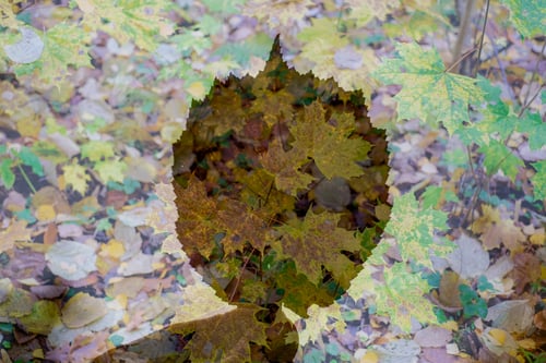 Preview: Abstract Texture From Natural Materials In Wet Autumn Day Foliage Background
