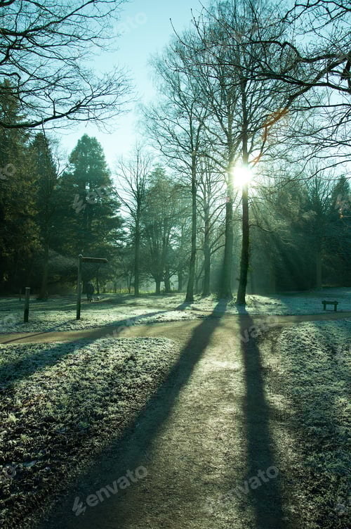 Preview: Misty Morning Sun Rays Through The Trees.