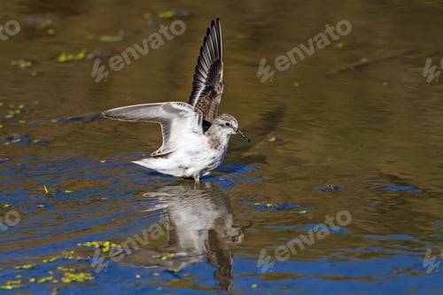 Preview: Cute Litte Water Bird. Green, Blue And Brown Water Nature Background.