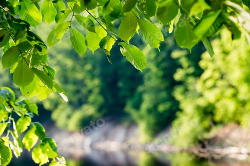 Preview: Green Leaves On A Bed Of Green Bush With Flowers And Tree Branches
