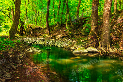 Preview: Reflection Of Green Treetops In A Forest Creek