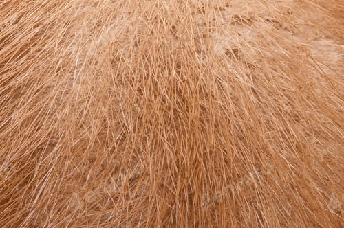 Preview: Close Up Of Brown Fur