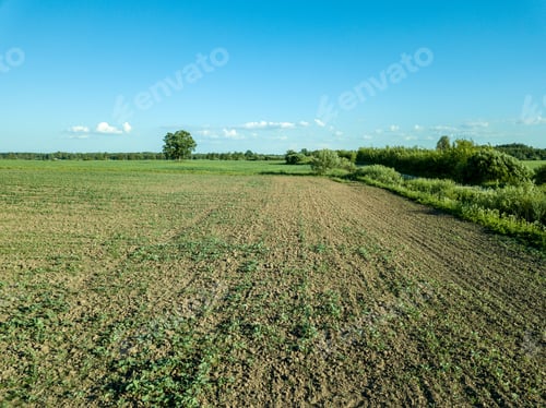 Preview: Drone Image. Aerial View Of Empty Cultivated Fields With Lonely Tree In The Middle. Latvia Summer