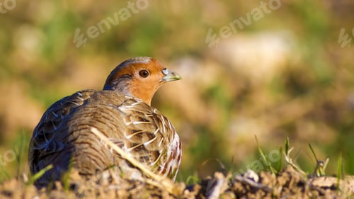 Preview: Partridge Portrait. Colorful Nature Background. Bird: Grey Partridge. Perdix Perdix.