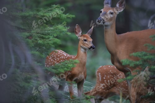 Preview: White-Tailed Deer Cub Glacier National Park, Montana