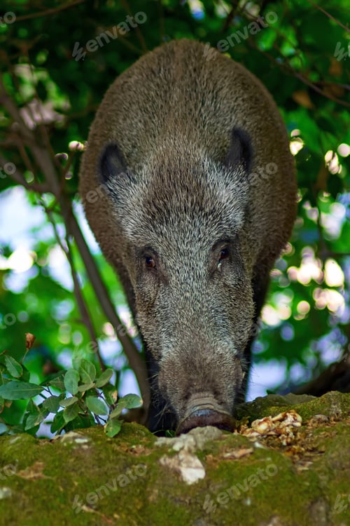 Preview: Wild Boar. Nature Forest Background. Boar. Sus Scrofa.
