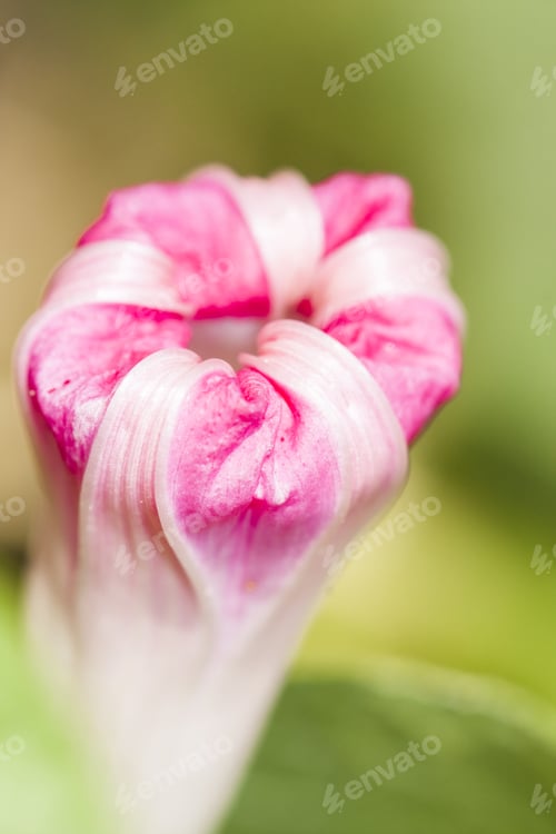 Preview: Ipomoea Purpurea (Morning Glory) Closed Flower With Details And Natural Background