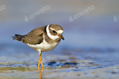 Preview: Nature And Bird. Cute Little Common Water Bird. Colorful Nature Background. Bird: Common Ringed