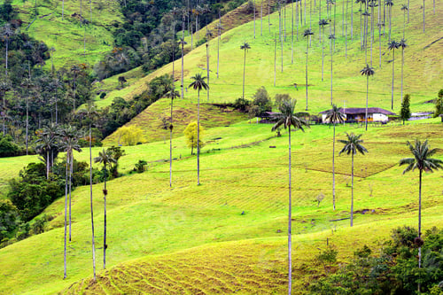 Preview: Landscape Of Wax Palm Trees (Ceroxylon Quindiuense) In Cocora Valley Or Valle De Cocora In Colombia