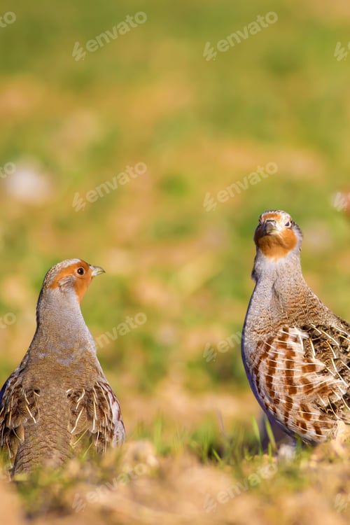 Preview: Partridges. Colorful Nature Background. Bird: Grey Partridge. Perdix Perdix.