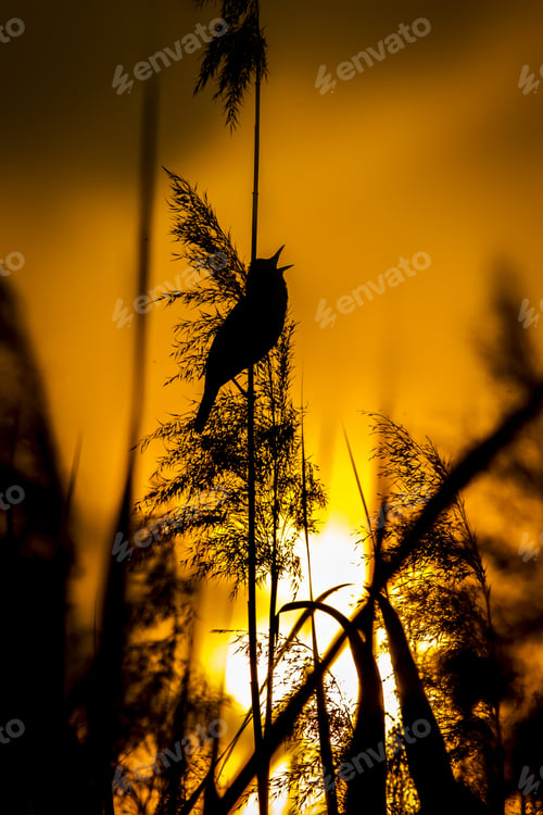 Preview: The Bird Is Singing. Cute Little Bird Great Reed Warbler. Sunset Lake Habitat Background.