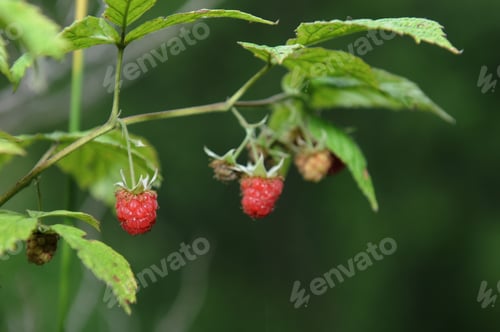 Preview: Ripening Raspberries On Bokeh Green Background