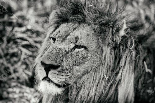 Preview: Vintage Style Image Of An African Lion In Hlane National Park, Swaziland
