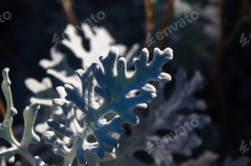 Preview: Silver Dust Cineraria Maritima In The Garden, Close Up.