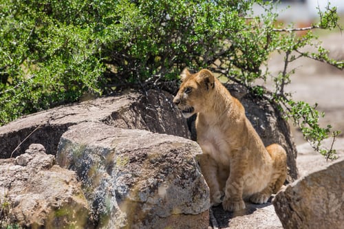 Preview: Lion Cub In The Maasai Mara National Park, Kenya