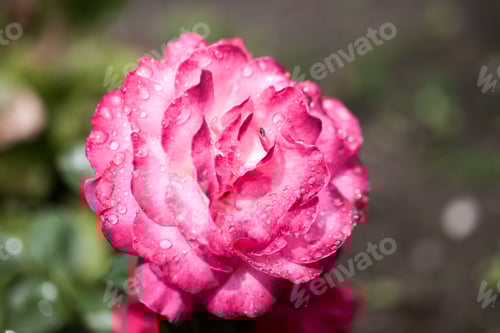 Preview: Colorful, Beautiful, Delicate Rose Petals And Water Drops