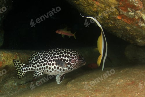 Preview: Andaman Sweetlips Fish